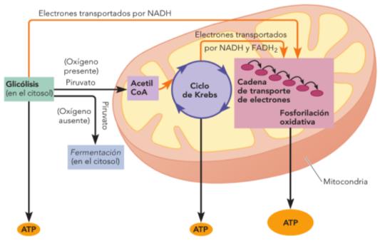 Raven Biology of Plants 2013 La respiración en el citosol y la mitocondria Varios procesos llevan a la síntesis de ATP a partir de la energía almacenada en los hidratos de carbono.