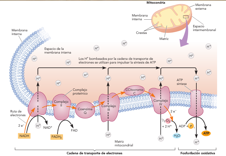 El ciclo de Krebs El piruvato entra a la mitocondria, se decarboxila, se activa y entra a un ciclo oxidativo: el ciclo de Krebs o del ácido cítrico En la mitocondria liberación de CO