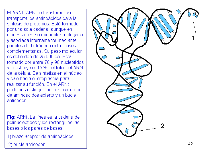 ARNt en forma de L ( estructura 3ª) ARNt en hoja de trebol ( estructura 2ª) Al Brazo D se une la enzima ARNt-sintetasa, la cual interviene en la activación de los