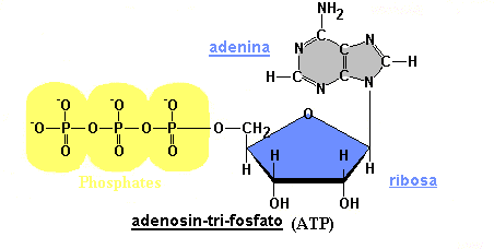 2) Coenzimas de enzimas oxido-reductasas. Actúan como coenzimas en los procesos metabólicos. En este caso el grupo fosfato se une a otros nucleótidos. Entre ellos:.fmn: Flavin mononucleótido.