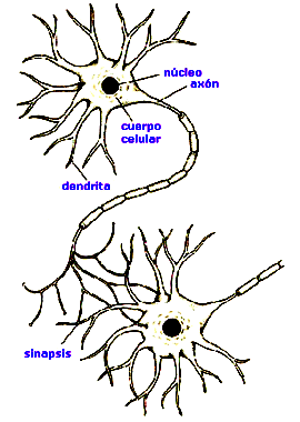 El Sistema Nervioso es un conjunto de células muy especializadas, encargadas de mantener la vida de cada individuo mediante el desempeño de una serie de funciones específicas.