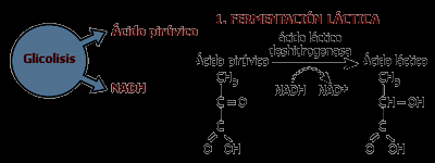 Ácido Láctico FUNCIÓN BIOLÓGICA APLICACIONES El ácido l-láctico se produce a partir del ácido pirúvico a través de la enzima lactato deshidrogenasa en procesos de fermentación.