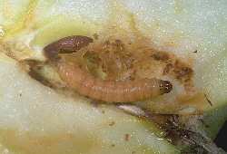 Plagas Carpocapsa o gusano de la nuez (Cydia pomonella) Las larvas de esta mariposa pasan el invierno en la corteza del tronco.