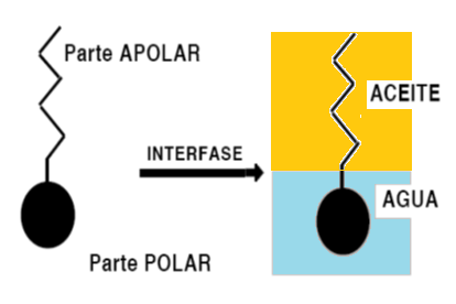 Los surfactantes (tensoactivo) son sustancias que poseen a la vez un grupo polar y un grupo apolar (figura 3). Pertenecen a la clase de las sustancias anfífilas.