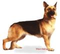 Existen otras razas de perros. El Gran Danés es el perro más grande. EL pastor alemán es muy inteligente. El chihuahua es el perro más pequeño. 3) Para qué suele emplearse el pastor alemán?