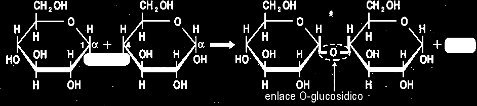 Esto da lugar a dos nuevos isómeros: Isómero : el que tiene el OH hacia abajo e Isómero : el que tiene el OH hacia arriba. 6.