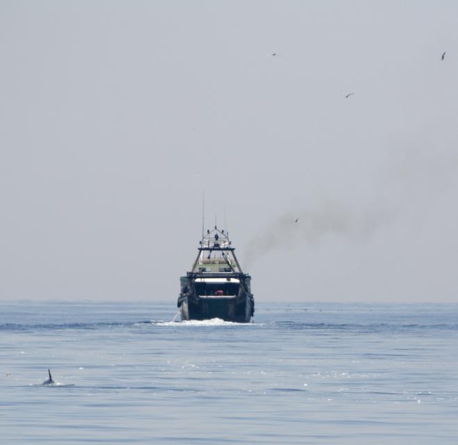 Análisi de la frecuencia de avistamiento de cetáceos por parte de flota de arrastre Cerco de pequeños pelágicos Frecuencia Alta Media Baja Nunca Figura 3.