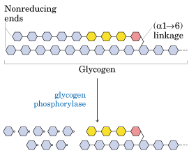 Glucogenólisis Reacción de la glucógeno fosforilasa Parte de la energía del enlace glucosídico se conserva en el