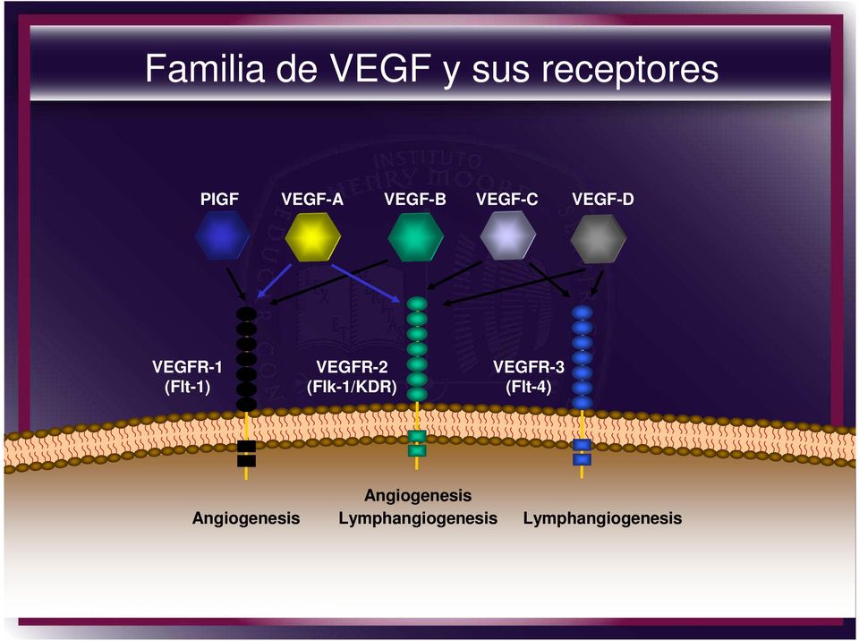 VEGFR-3 (Flt-4) Angiogenesis Angiogenesis