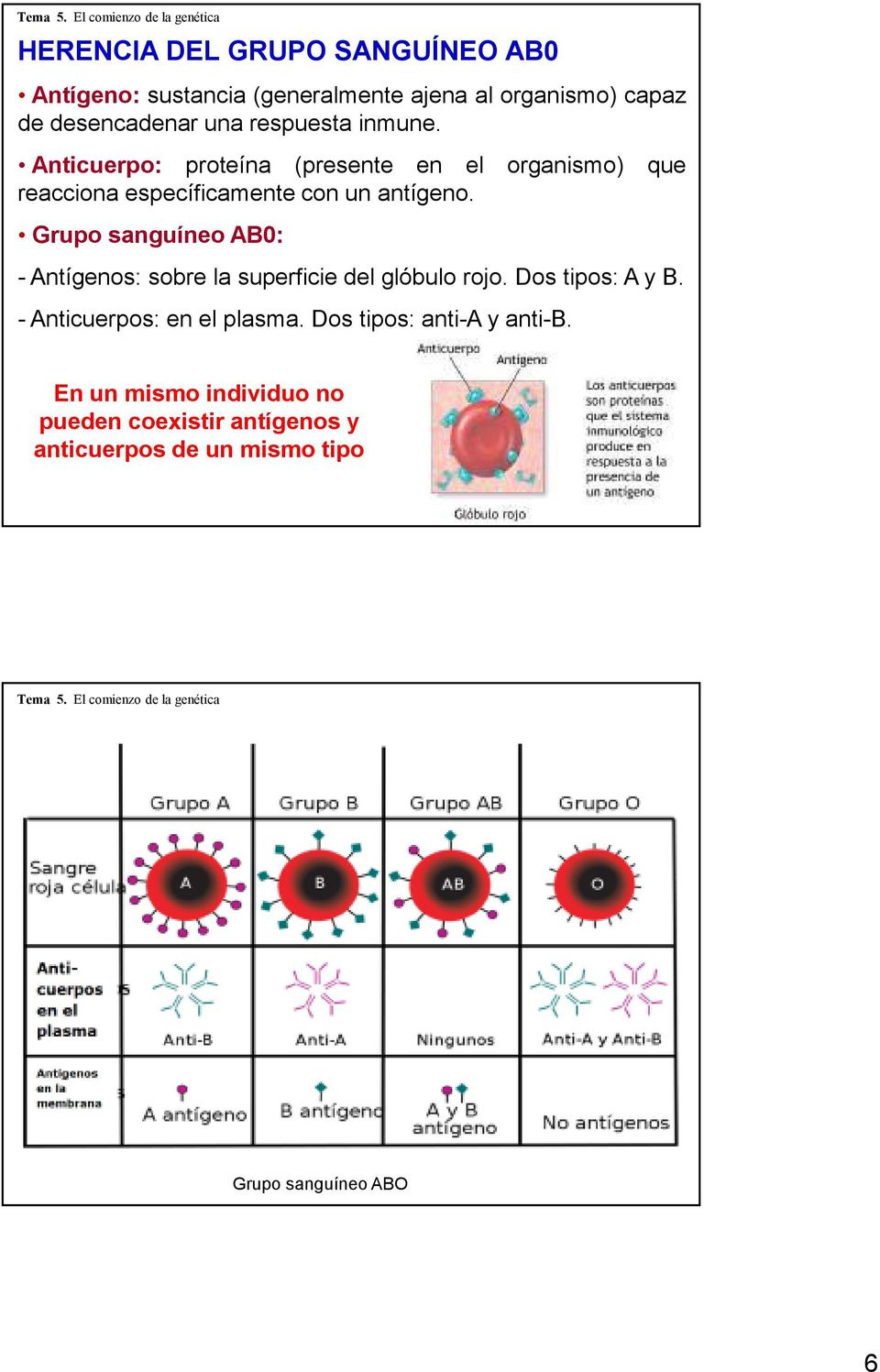 Grupo sanguíneo AB0: - Antígenos: sobre la superficie del glóbulo rojo. Dos tipos: A y B. - Anticuerpos: en el plasma.