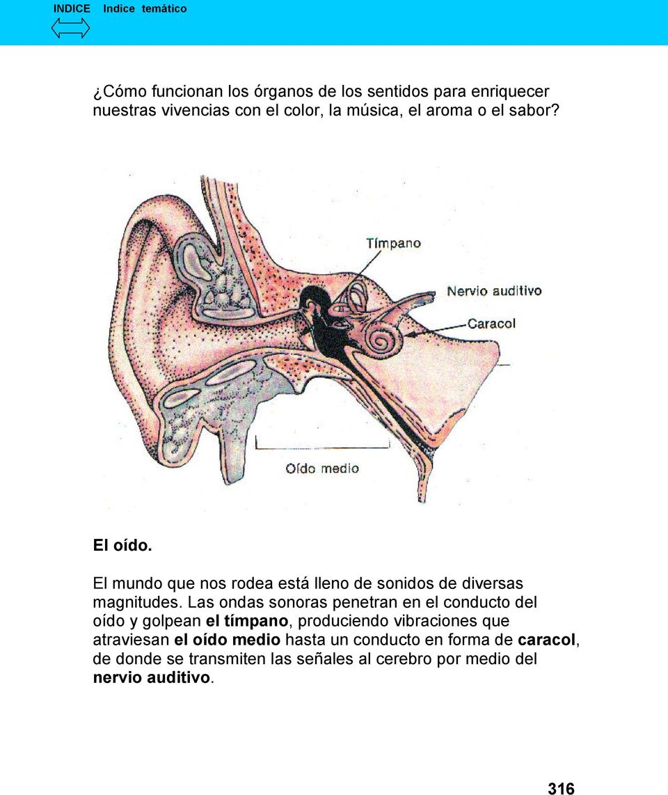 Las ondas sonoras penetran en el conducto del oído y golpean el tímpano, produciendo vibraciones que atraviesan
