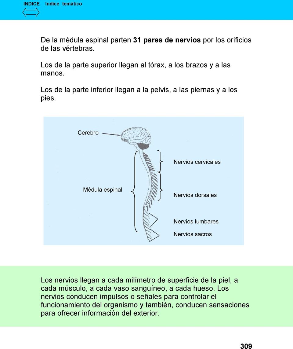 Médula espinal Nervios dorsales Nervios lumbares Nervios sacros Los nervios llegan a cada milímetro de superficie de la piel, a cada músculo, a cada vaso