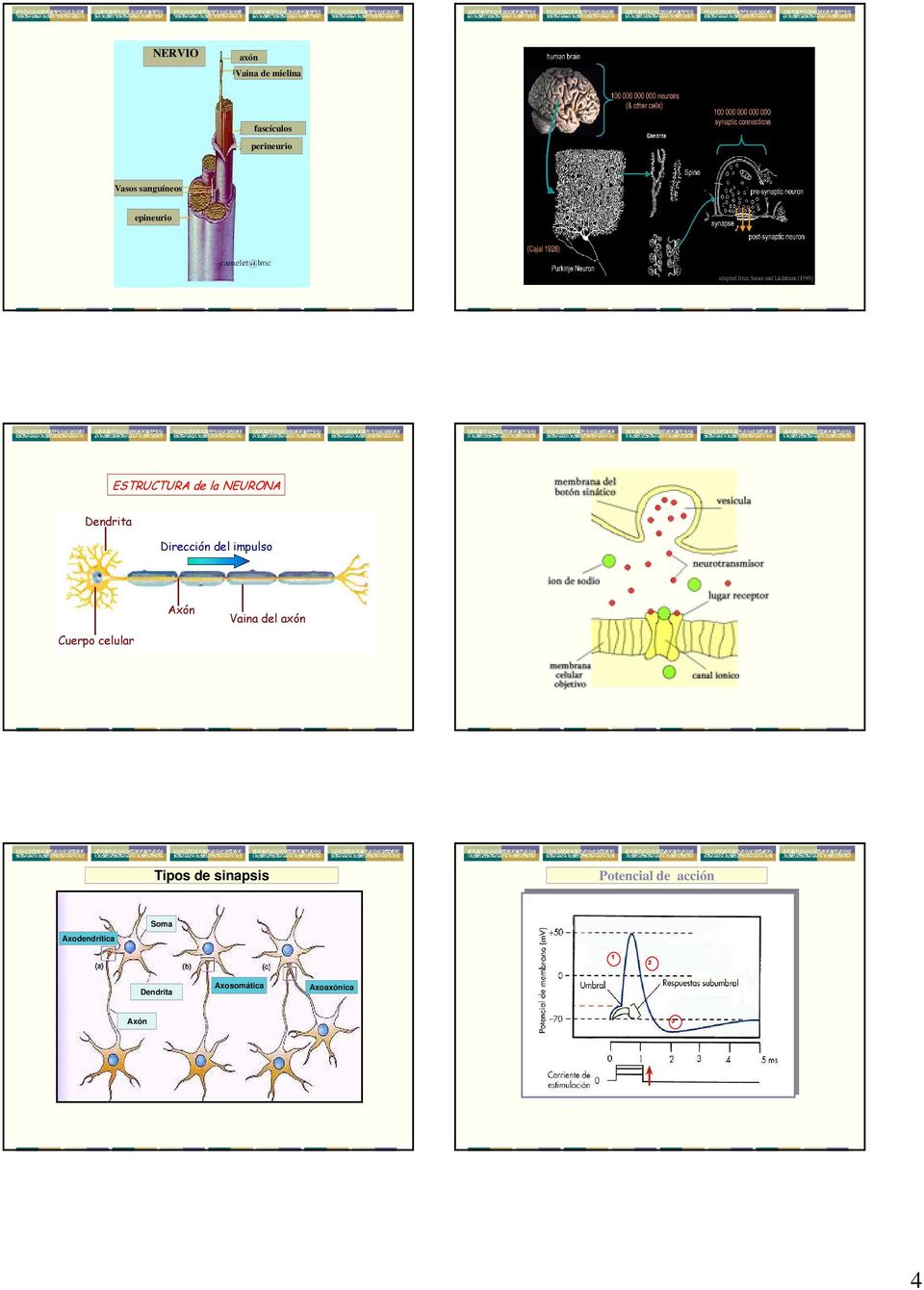 Cuerpo celular Axón Vaina del axón Tipos de sinapsis Potencial de