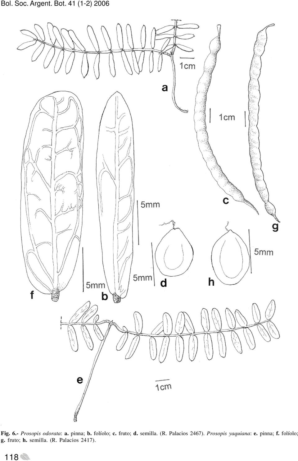 semilla. (R. Palacios 2467). Prosopis yaquiana: e.