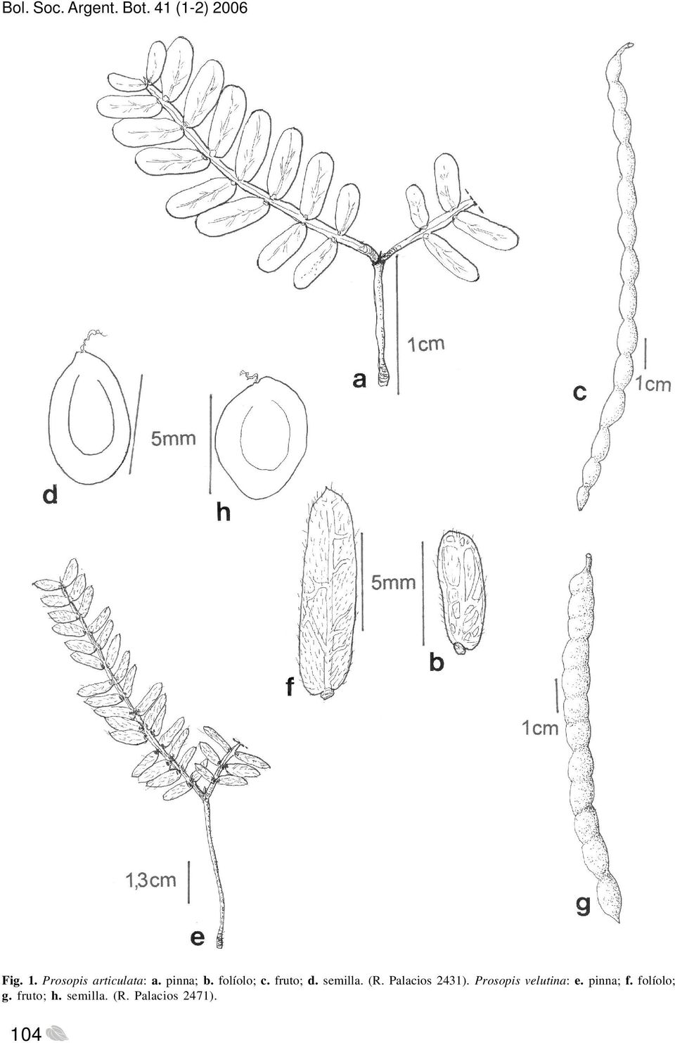 fruto; d. semilla. (R. Palacios 2431).