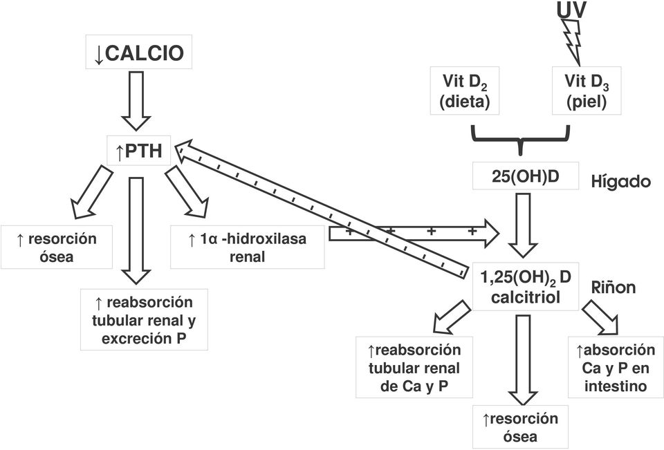 hidroxilasa renal + + + + reabsorción tubular renal de Ca y P