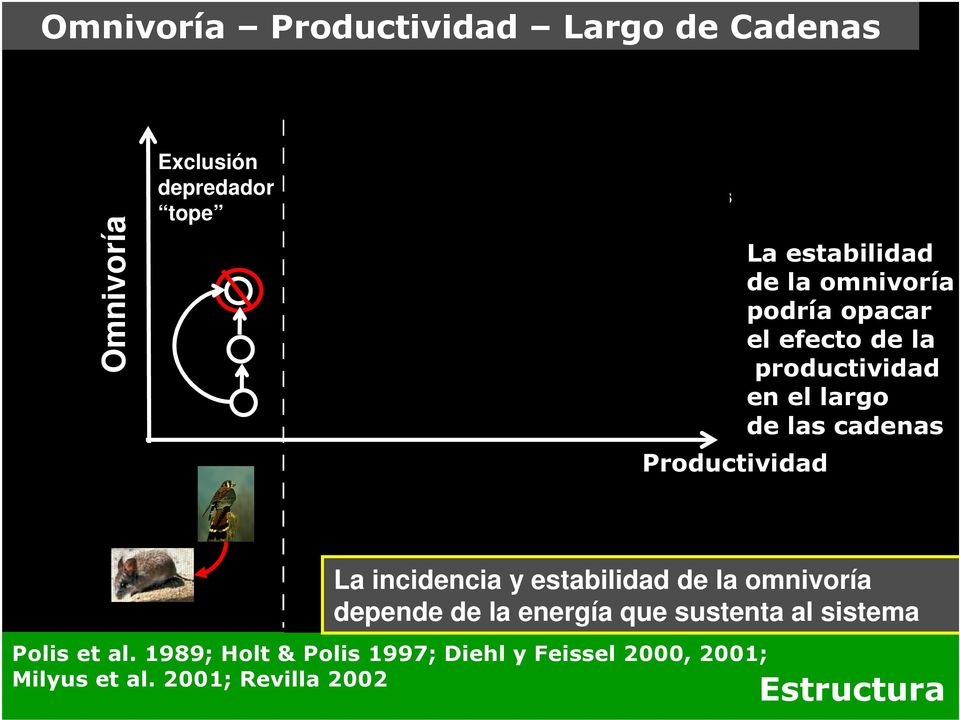 el largo de las cadenas Productividad La incidencia y estabilidad de la omnivoría depende de la energía que sustenta