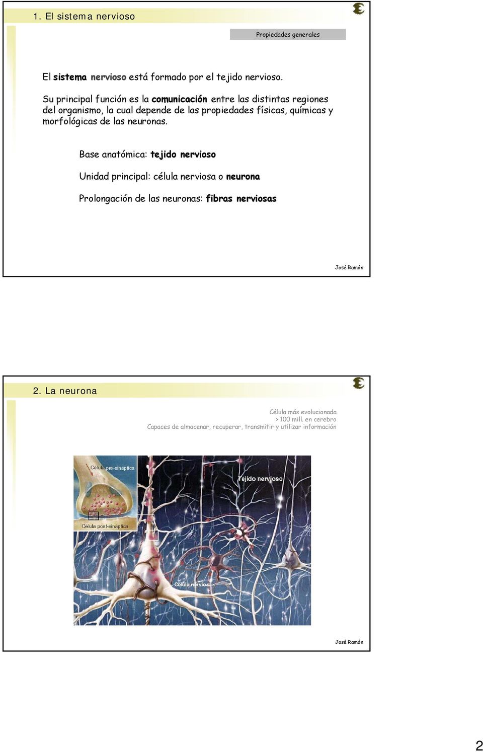 químicas y morfológicas de las neuronas.