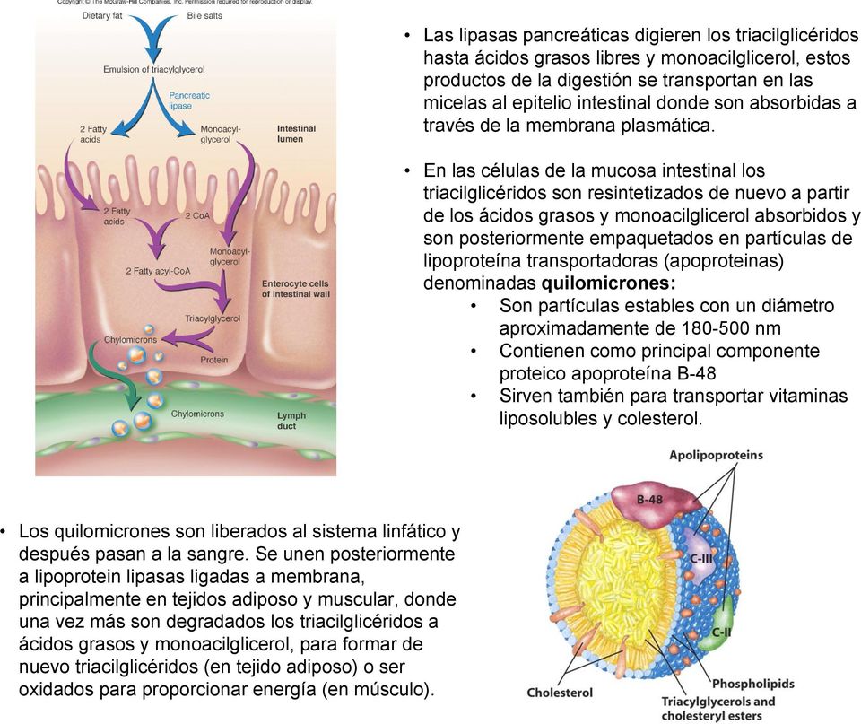 En las células de la mucosa intestinal los triacilglicéridos son resintetizados de nuevo a partir de los ácidos grasos y monoacilglicerol absorbidos y son posteriormente empaquetados en partículas de