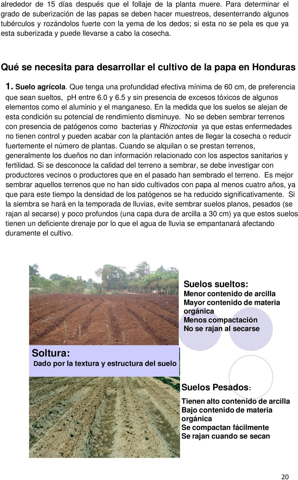 suberizada y puede llevarse a cabo la cosecha. Qué se necesita para desarrollar el cultivo de la papa en Honduras 1. Suelo agrícola.