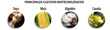 Adopción de Cultivos GM a nivel mundial En el continente americano se localizan cuatro