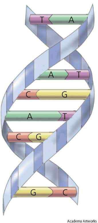 Ácido ribonucleico (ARN) El ARN es un poli nucleótido de ribosa, que contiene las bases adenina, guanina, citosina y uracilo.
