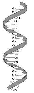 El ARN. El ARN como hebra simple, es una molécula encargada de mover la información desde el ADN y permitir la síntesis de proteínas, entre otras funciones.