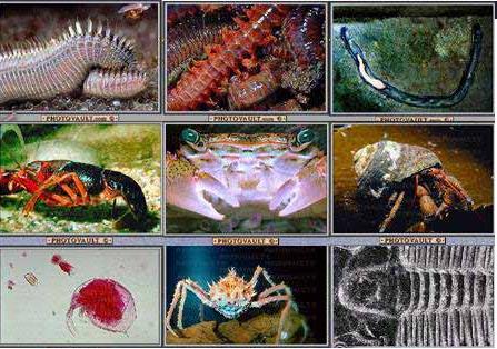 filo más numeroso y diverso del reino animal (Animalia).