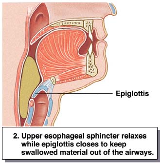 epiglotis esfínter esofágico sup.