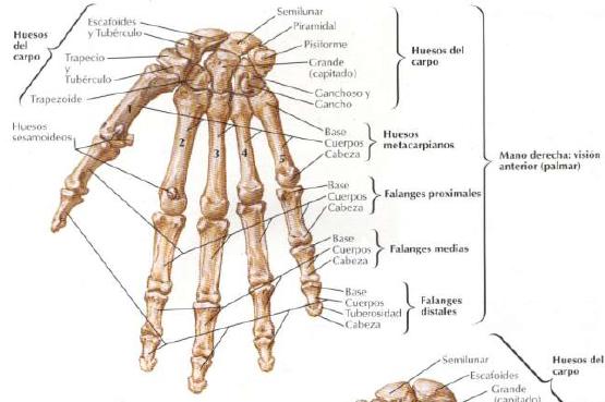 El esqueleto de la mano esta conformado por los siguientes huesos: