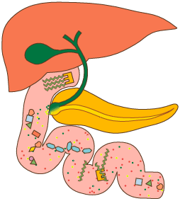 En el intestino delgado el quimo se mezcla con tres líquidos: - Con la bilis, elaborada por la vesícula biliar en el hígado y encargada de ayudar a digerir las