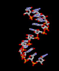 EL ÁCIDO RIBONUCLEICO - ARN El ácido ribonucleico o ARN está constituido por nucleótidos de
