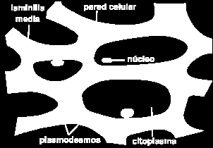 Parénquima reservante o almacenador Polisacáridos no celulósicos: en las paredes celulares que llegan a ser muy gruesas y duras.