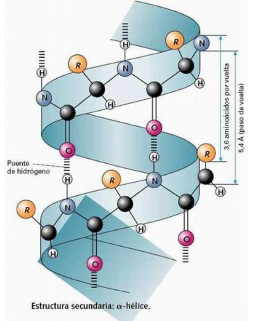 La configuración espacial de las proteínas viene determinada por 4 niveles estructurales o estructuras: primaria, secundaria, terciaria, cuaternaria. 4.1.