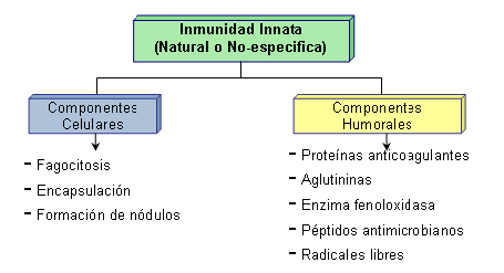 los hemocitos. En la figura 2 se puede apreciar un esquema de los mecanismos de acción de Figura 2. Mecanismos de acción de los hemocitos.