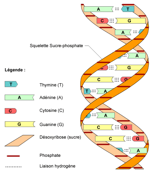 ADN Ácido desoxirribonucleico Ácidos nucleicos Bases nitrogenadas Pentosa Características Funciones Adenina Citosina Timina Guanina