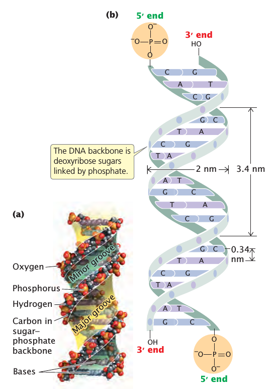 Estructura del ADN Watson y Crick basados en el trabajo de difracción de rayos X de Rosalind Franklin, así como en las reglas de Chargaff. http://goo.gl/zwhjq1 http://goo.