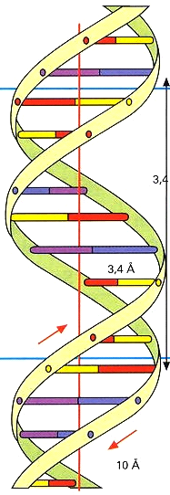 MECANISMO DE LA TRANSCRIPCIÓN Intervienen -ADN: - cadena molde: se transcribe - cadena informativa: - Ribonucleótidos trifosfatos de A, G, C, y U (ARN t, ARN r ) - ARN-polimerasas (Lee 3-5 y
