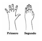 Ejercicio 1: Primero: Doble los dedos hacia la palma (haga un puño). Segundo: Estire los dedos.