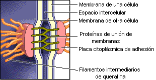 Uniones celula-celula Uniones adherentes: Forman un cinturón adherente por debajo de la