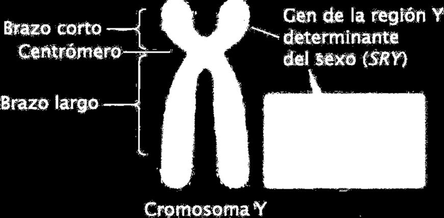 cromosomas los que generalmente son responsables de los fenotipos sexuales, como en el caso del hombre y muchos mamíferos estudiados a la fecha.