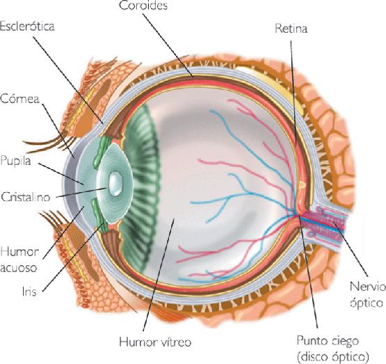 La luz entra en el ojo a través de la pupila y el cristalino se encarga de concentrarla en la retina, donde estimula los