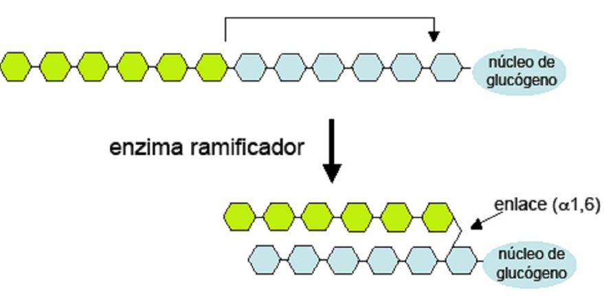 no reductor Enzima ramificante (amilo-α 1,4 1,6-glucan
