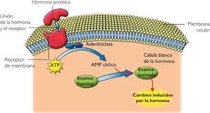 entre R y sist enzimáticos intracelulares R G Membrana celular RECEPTORES HORMONALES