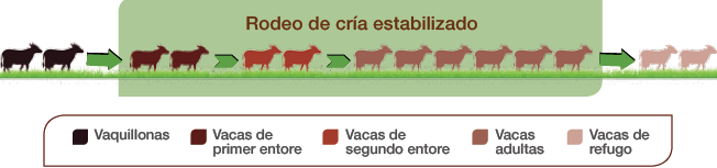 RODEO DE CRÍA ESTABILIZADO 20% vacas de primer entore 20%