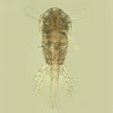 Temora stylifera (n m -3 ) Temperatura (ºC) Nuevas especies de zooplancton Temora stylifera 200 150 T.