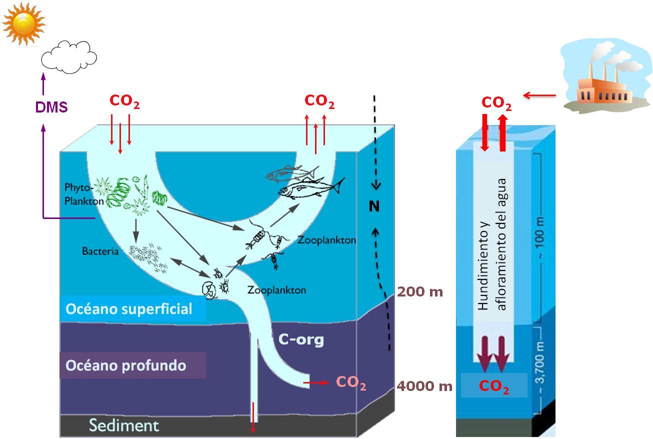 El reservorio de CO2 la bomba biológica