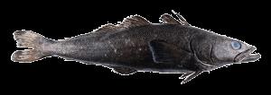 pesquerías chilenas: Merluza común o gayi (VI, VII y VIII Reg.) PROBLEMA NACIONAL Merluza del sur (X y XI Reg.