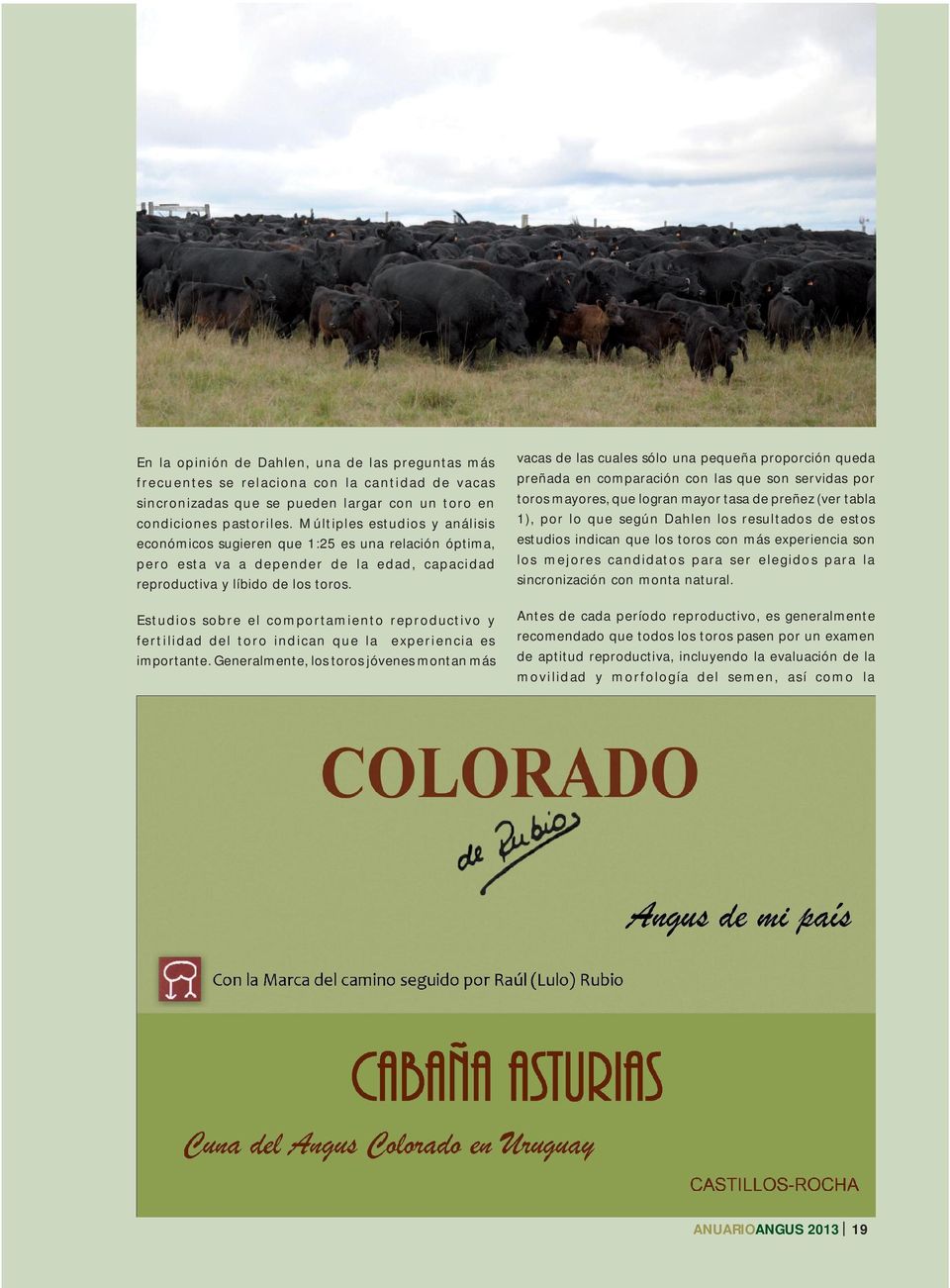 Estudios sobre el comportamiento reproductivo y fertilidad del toro indican que la experiencia es importante.