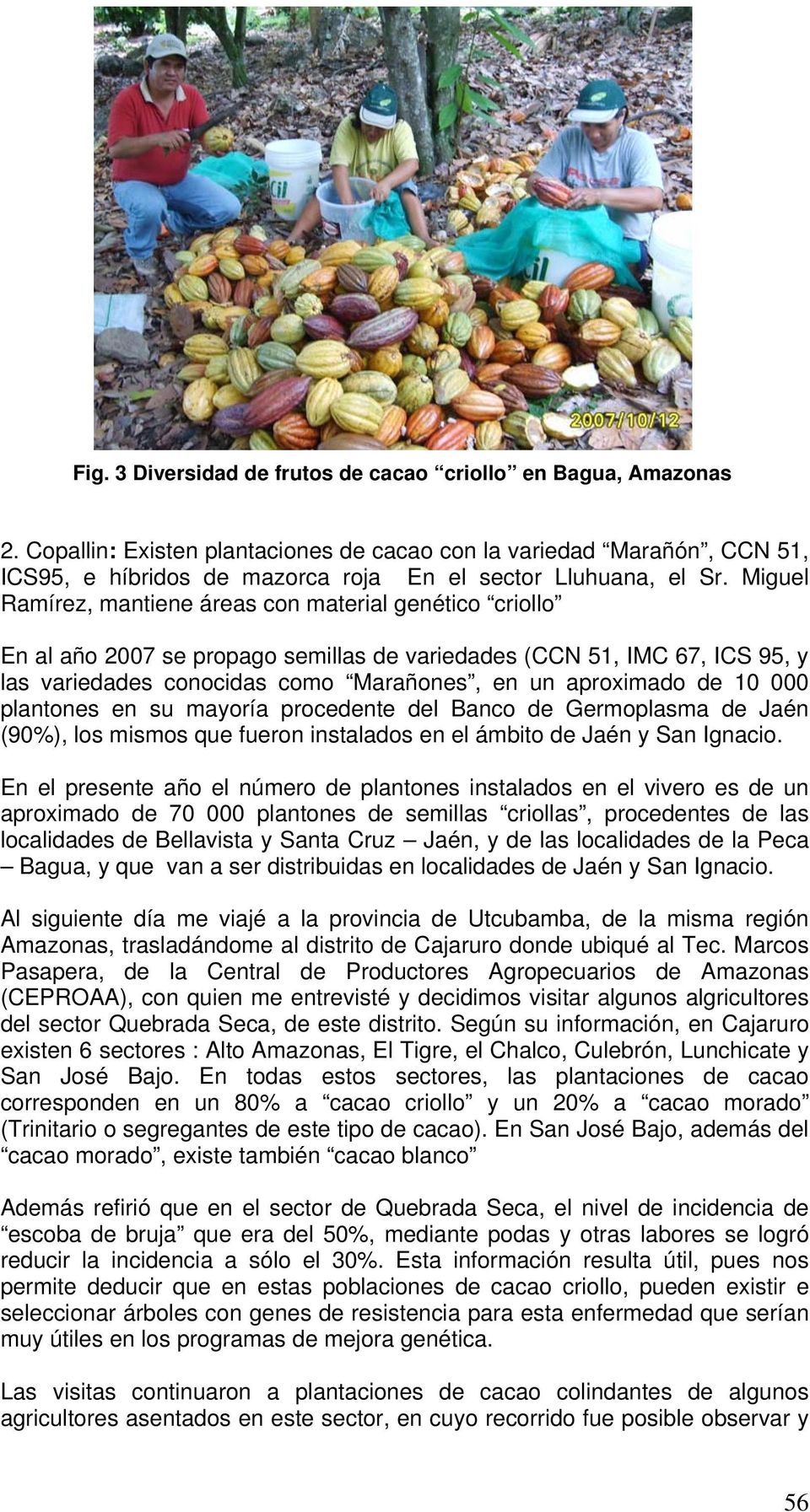 Miguel Ramírez, mantiene áreas con material genético criollo En al año 2007 se propago semillas de variedades (CCN 51, IMC 67, ICS 95, y las variedades conocidas como Marañones, en un aproximado de